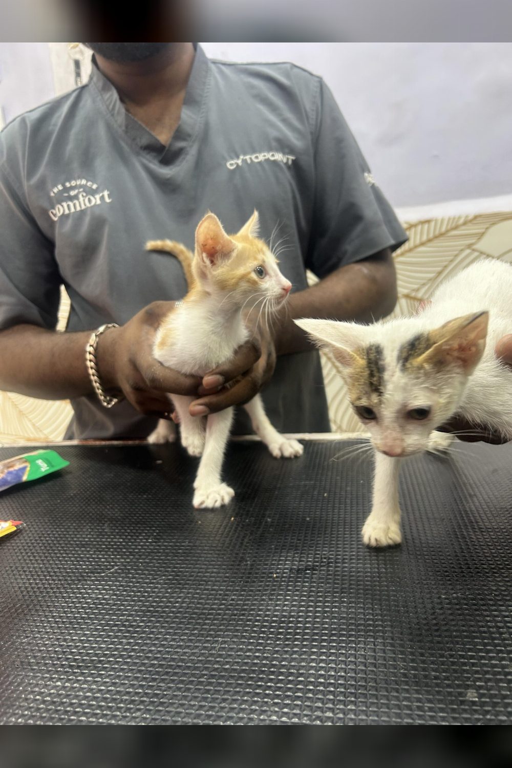 KITTEN ADOPTION HELP MUMBAI