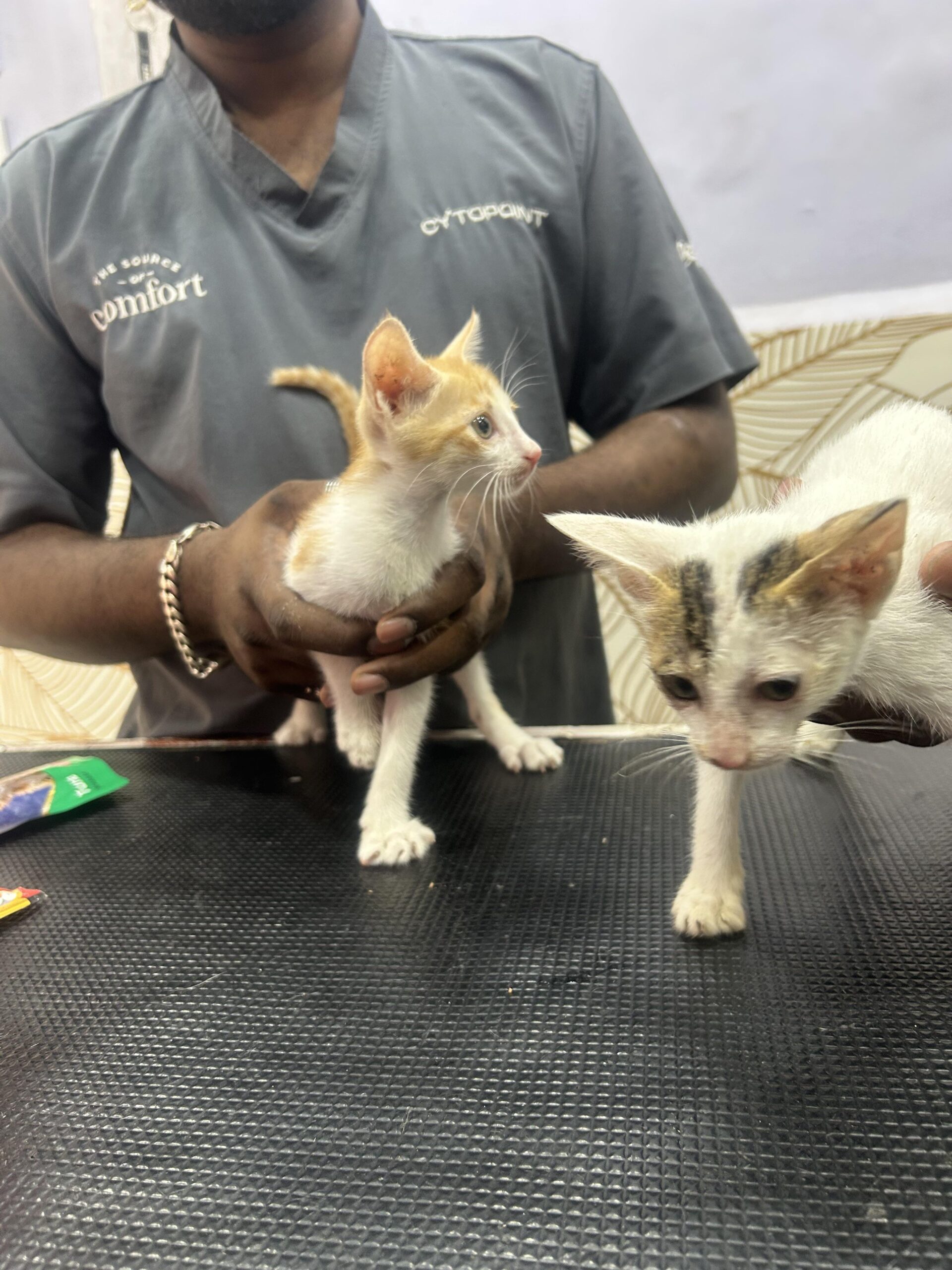 KITTEN ADOPTION HELP MUMBAI