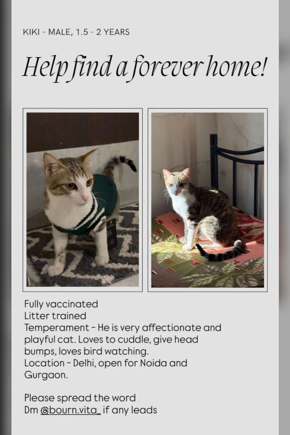 Desperate appeal to find Kiki a forever home | Male cat in Delhi