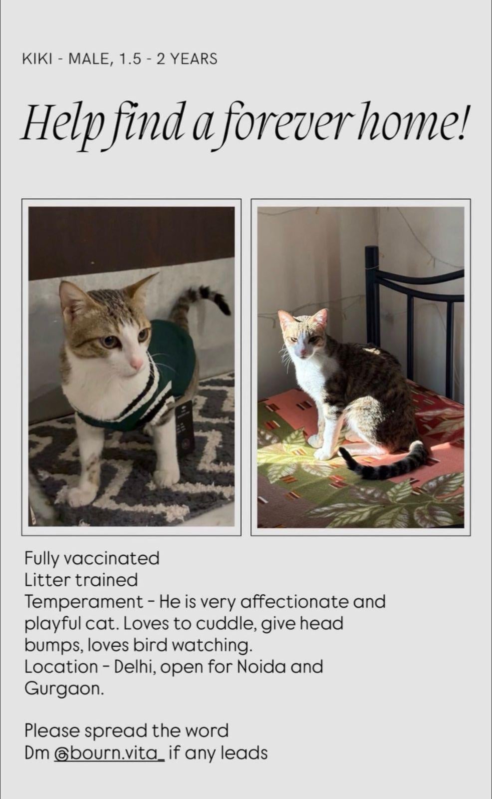 Desperate appeal to find Kiki a forever home | Male cat in Delhi