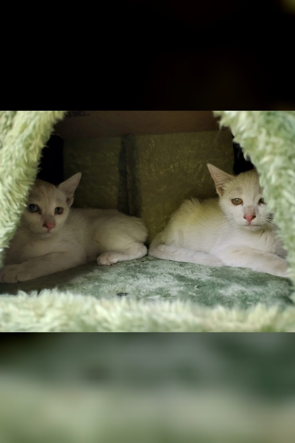 Adopt These Beautiful Twins — Bengaluru