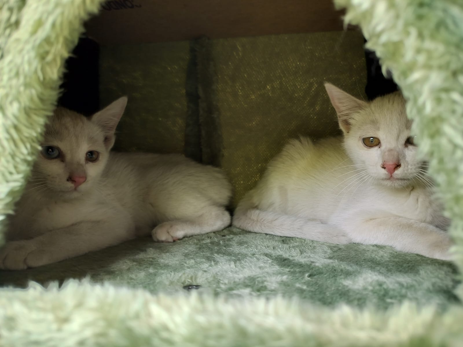 Two bonded rescued twins, one with dual-coloured eyes, up for adoption in Bengaluru