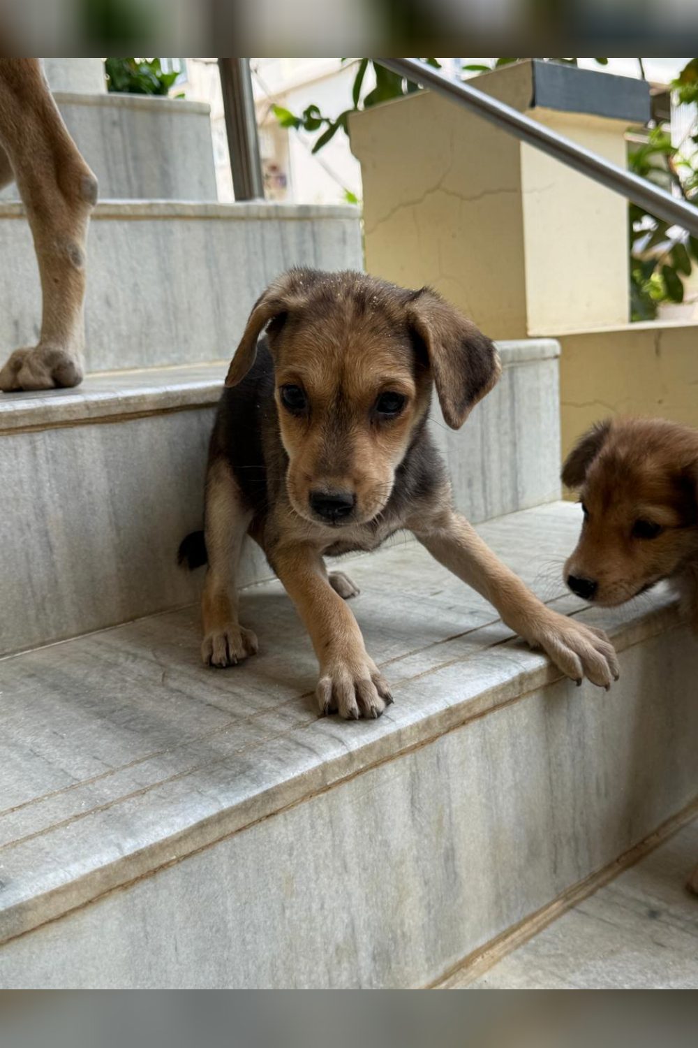 Two indie pups looking for forever home — Siddipet