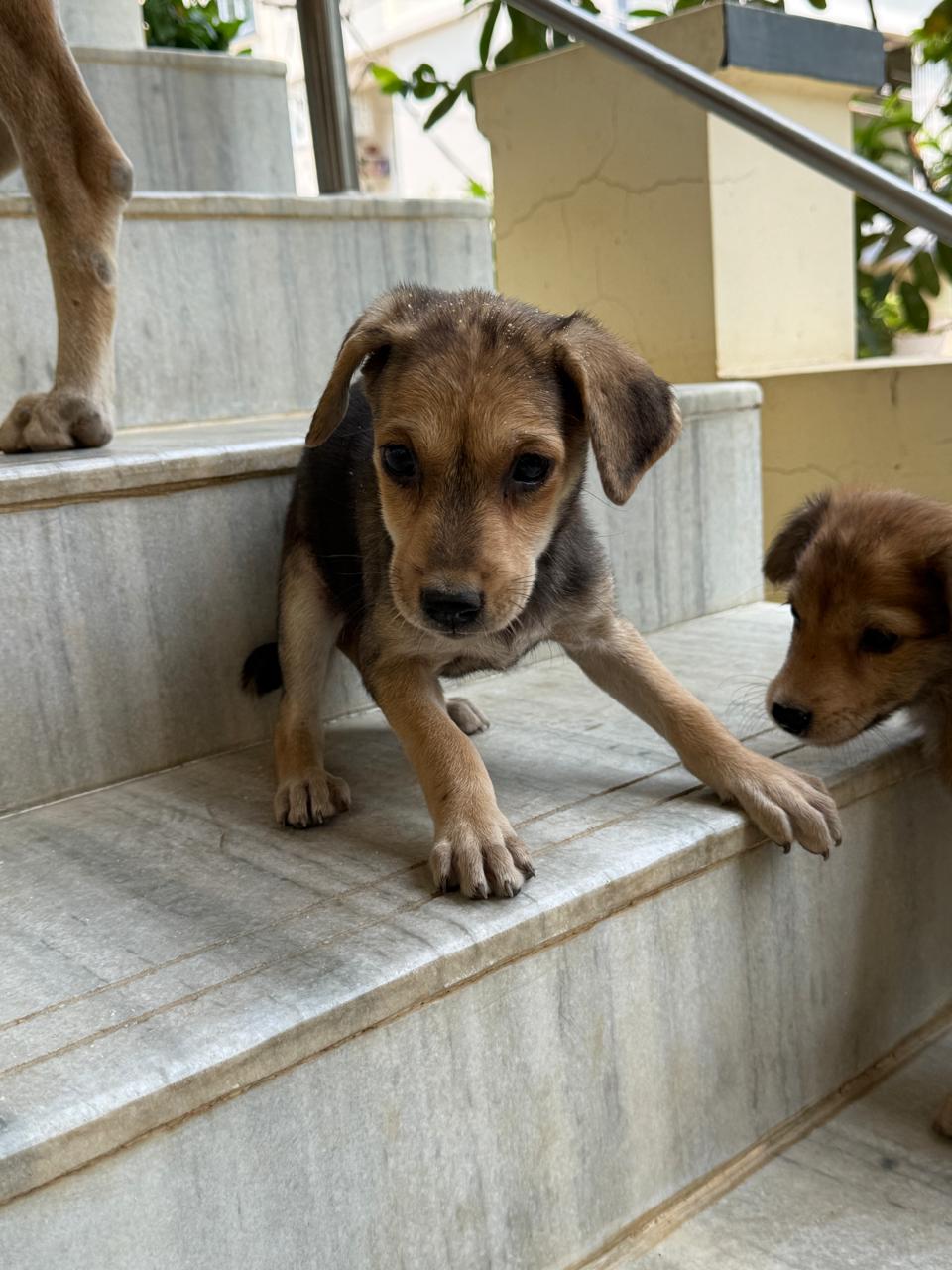 Two indie pups looking for forever home