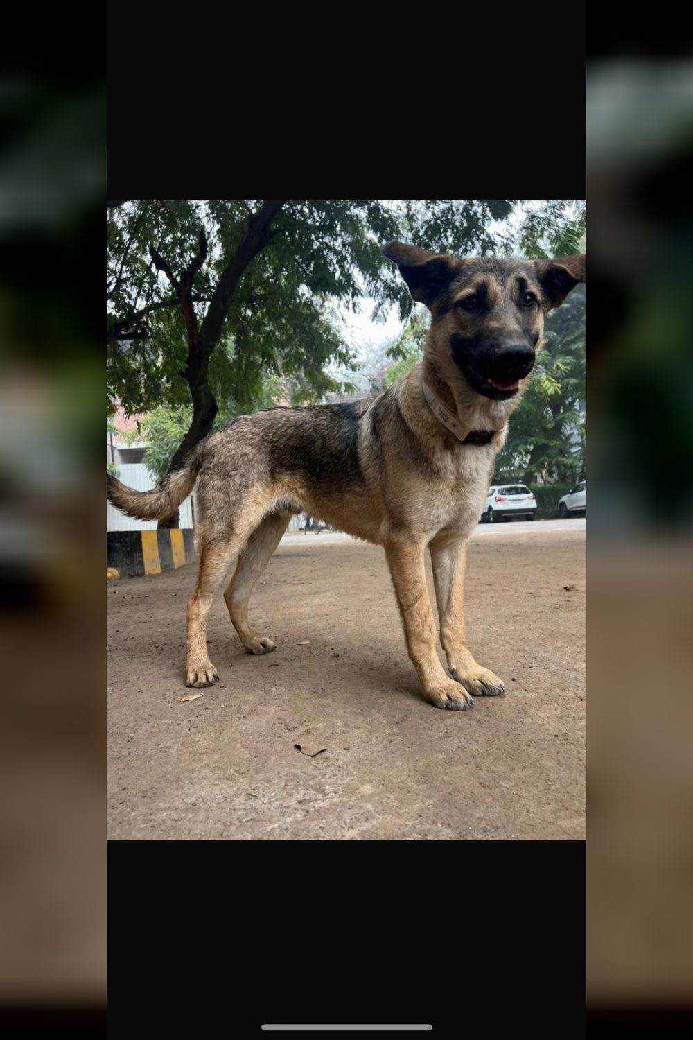Sikander, a One-Year-Old Neutered German Shepherd, Still Needs a Home in Gurgaon — Delhi NCR