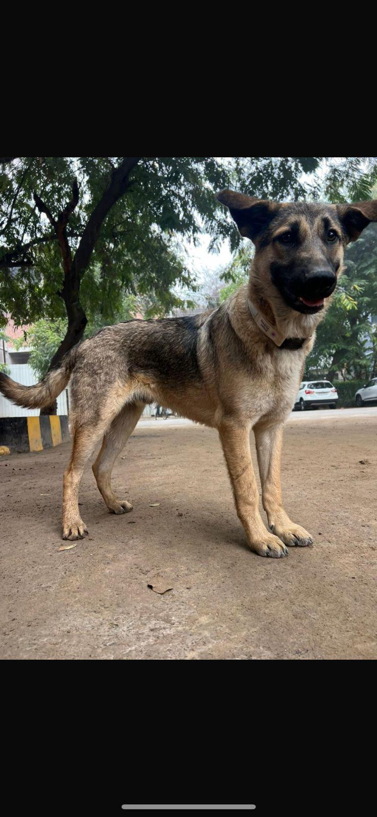 Adoption request - Gurgaon