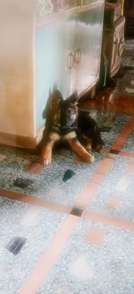 3 months old German shepherd(female) puppy up for adoption in Kolkata!!!!