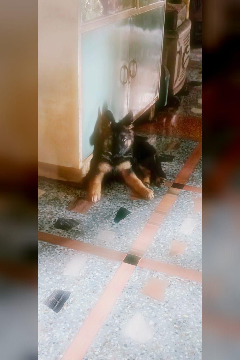 3 months old German shepherd(female) puppy up for adoption in Kolkata!!!!