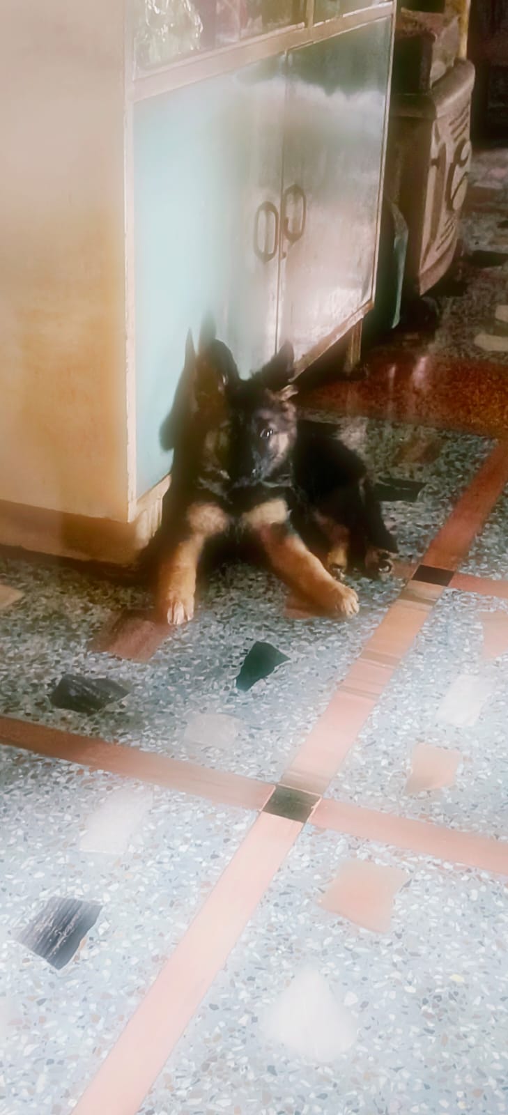 3 months old German shepherd(female) puppy up for adoption in Kolkata!!!!