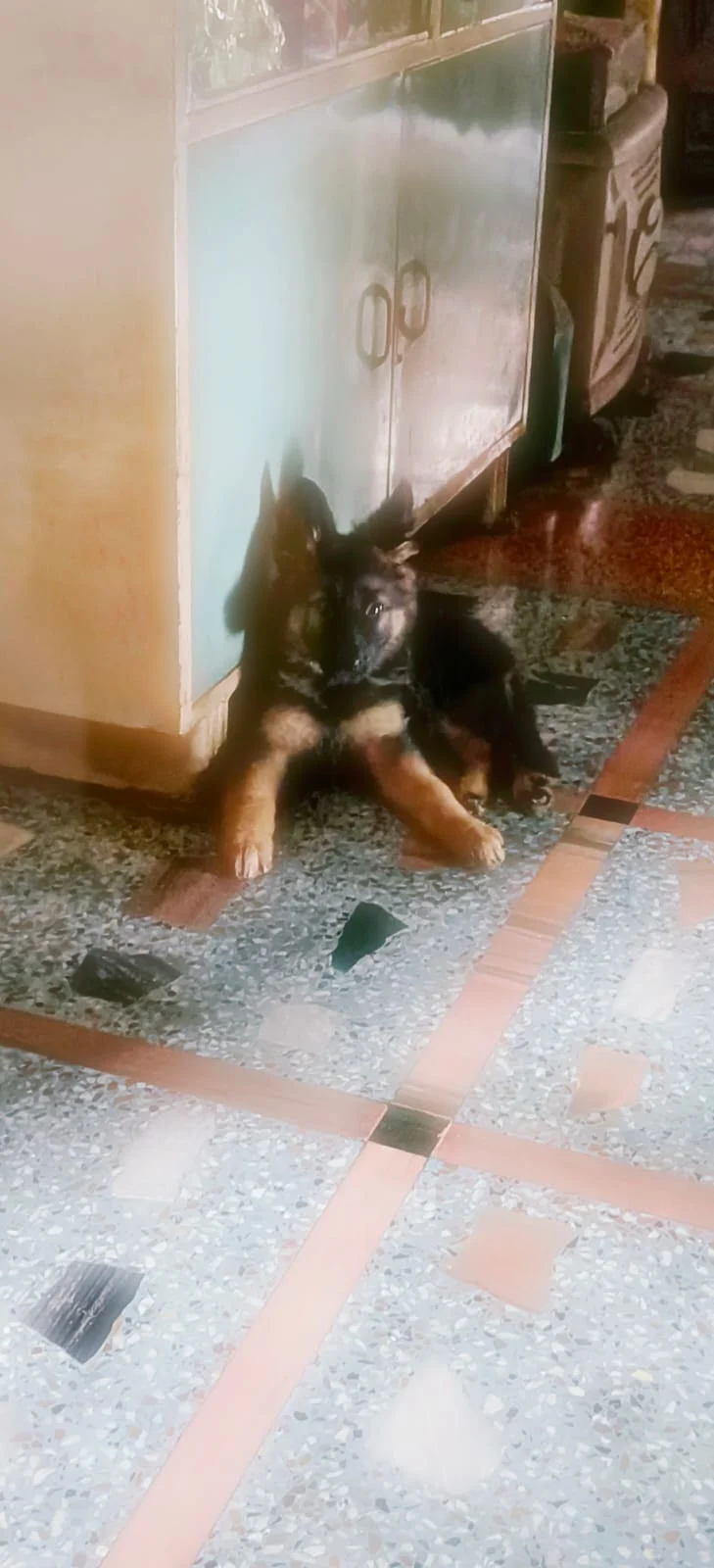 3 months old German shepherd(female) puppy up for adoption in Kolkata!!!!