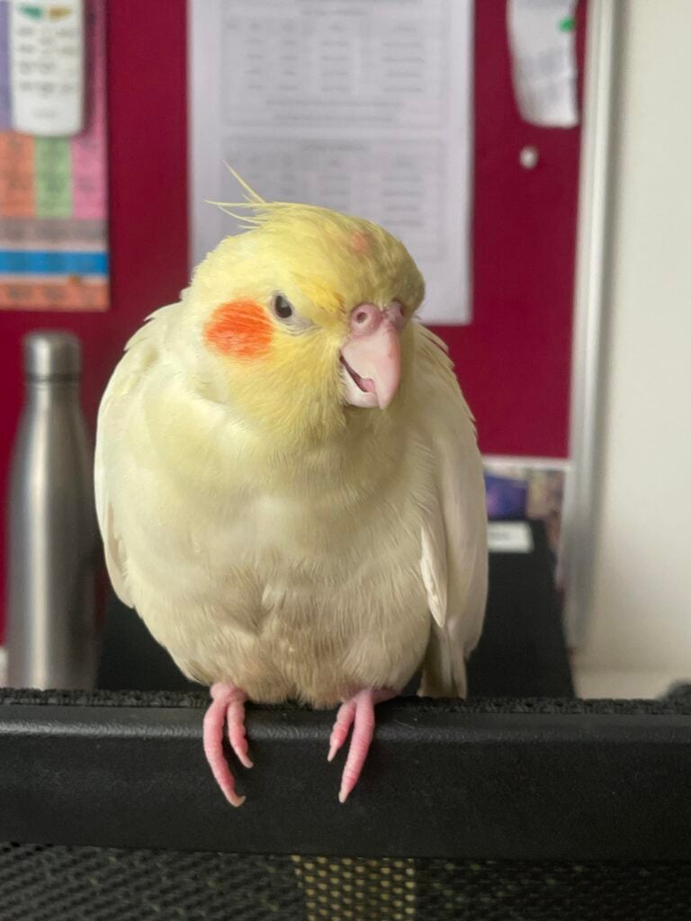 Looking for a cockatiel to adopt