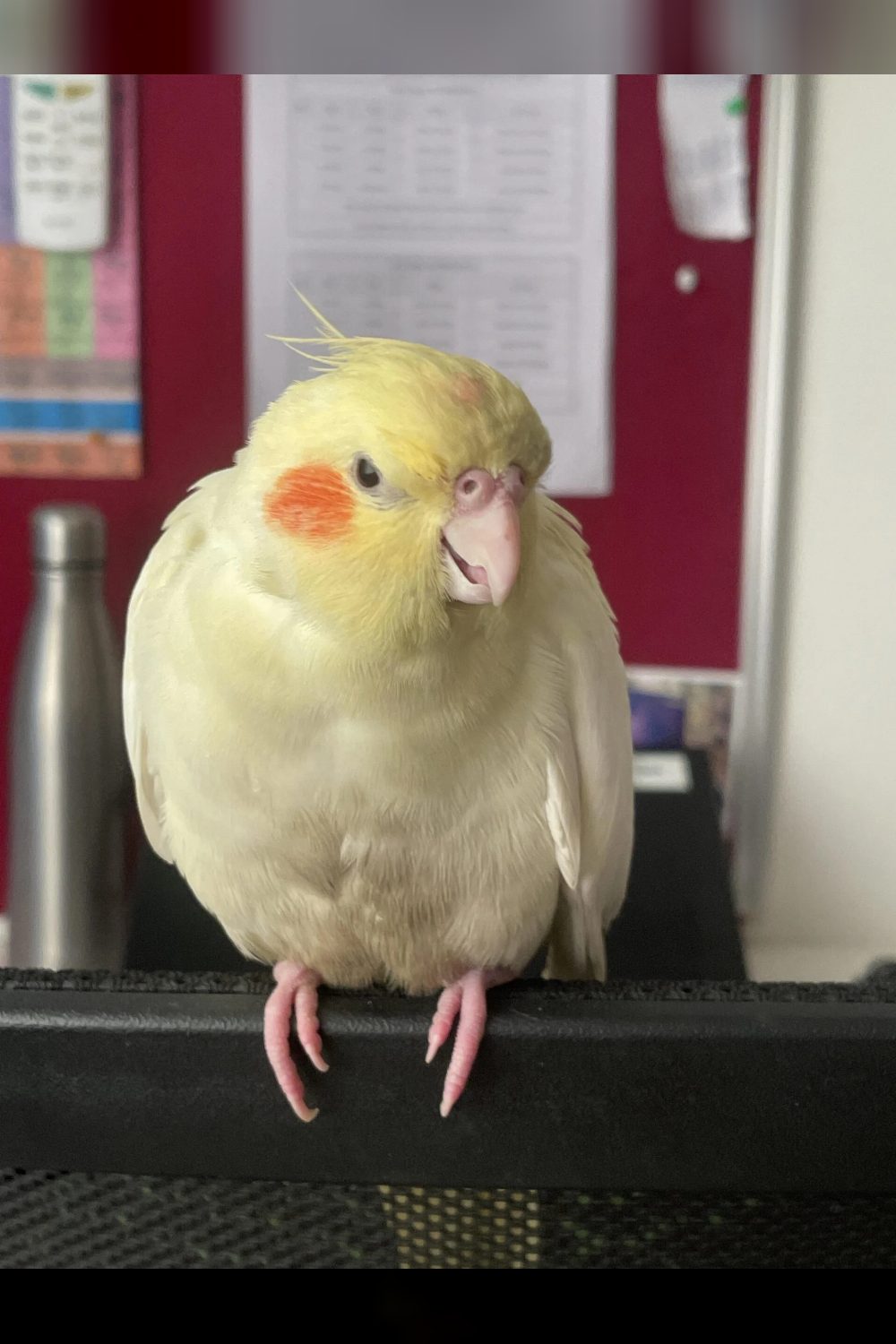 Looking for a cockatiel to adopt — Mumbai