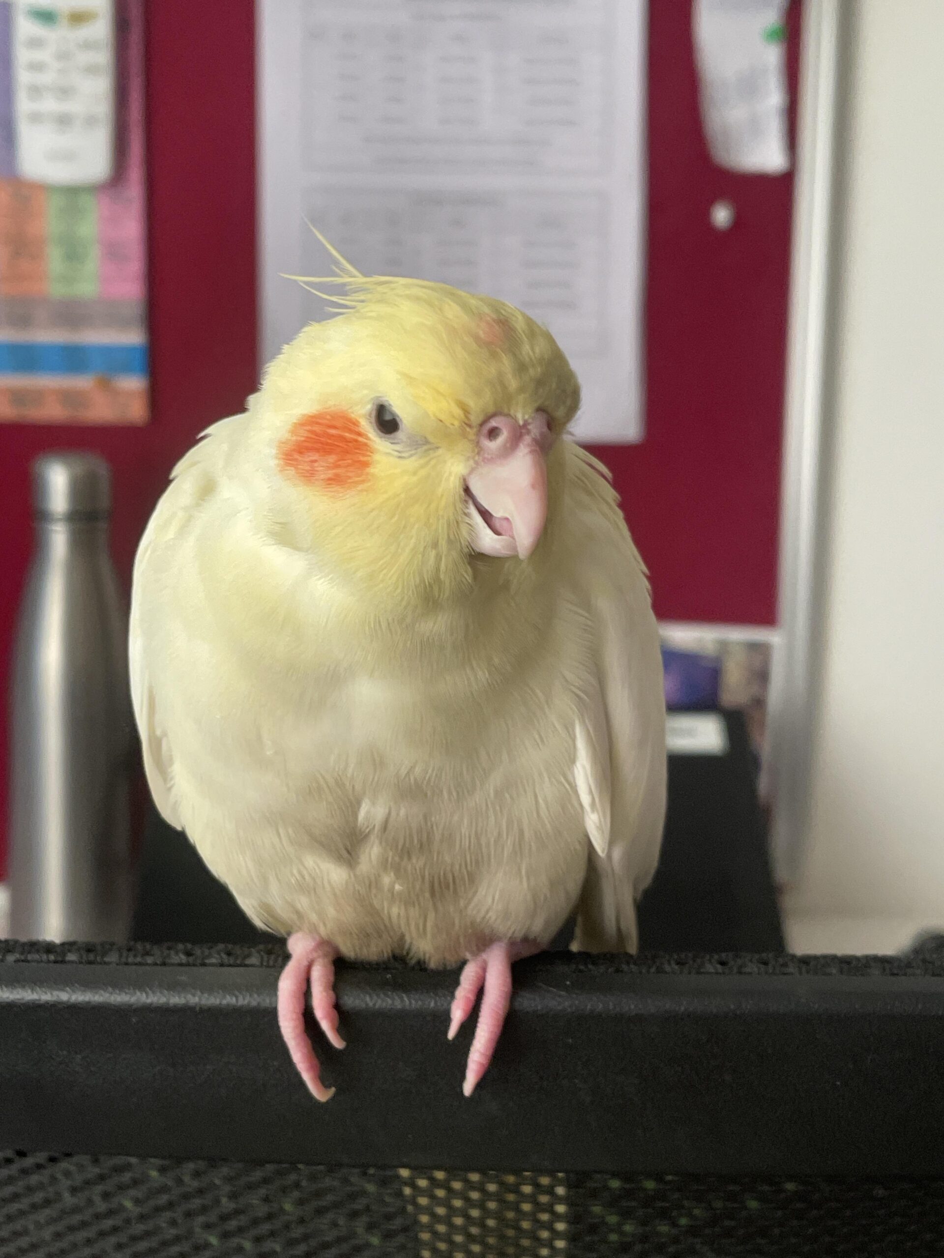 Looking for a cockatiel to adopt