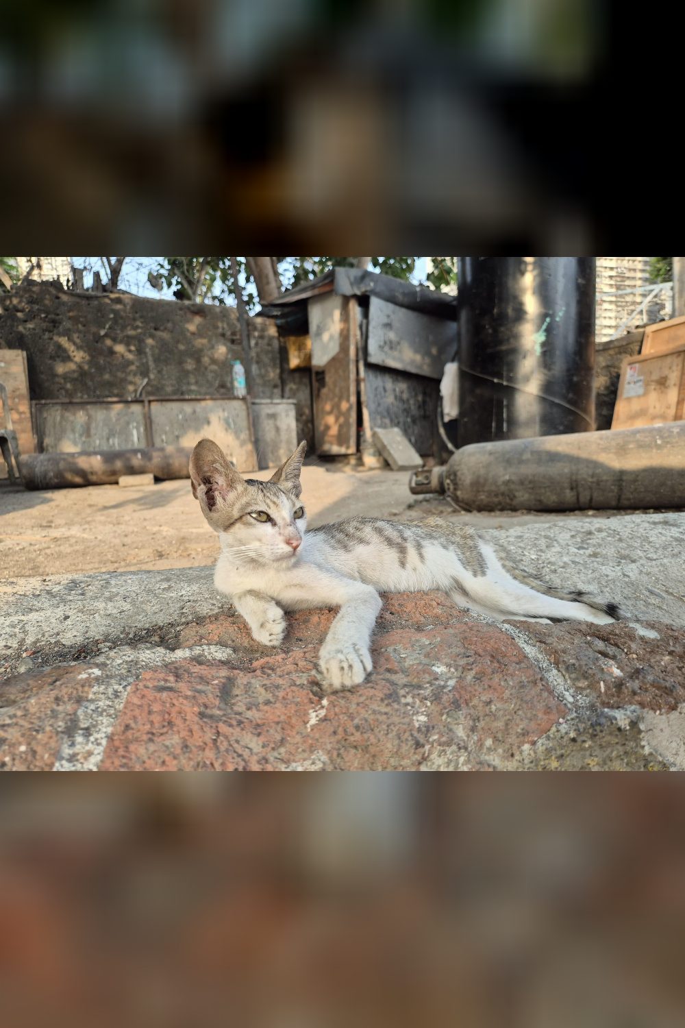 Update: Kitten got relocated! in Mumbai
