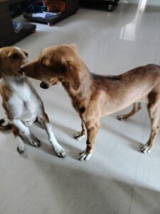 Adoption