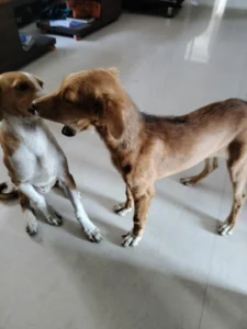 4-month-old female puppy for adoption