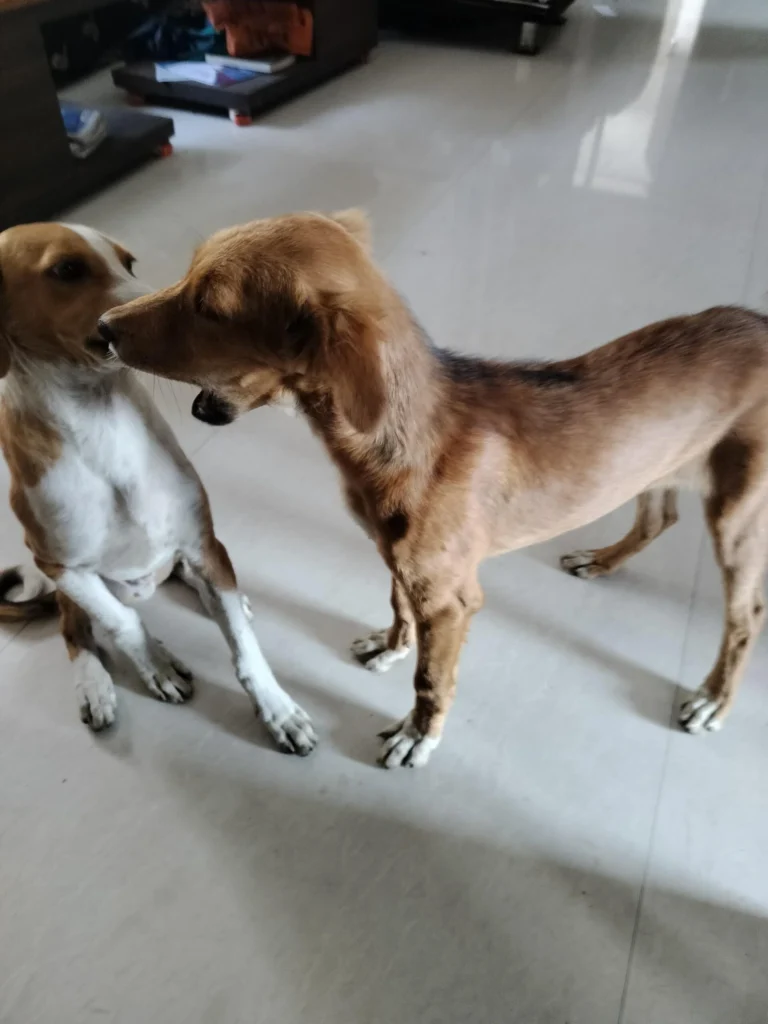 Adoption