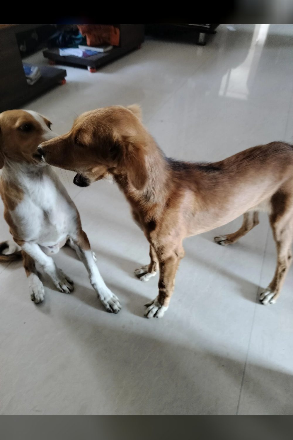 4-month-old female puppy for adoption — Indore