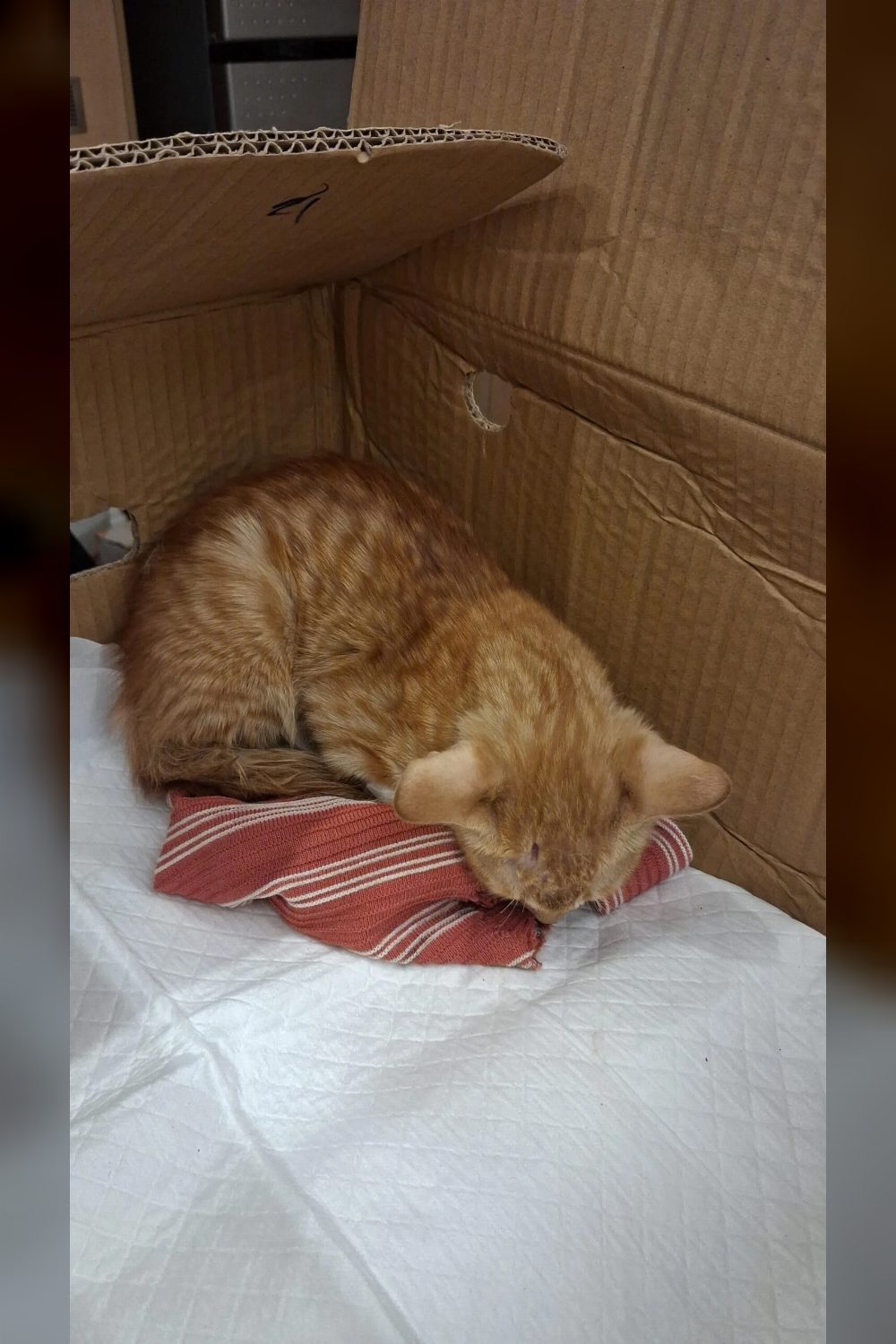 Pari, 1-month-old female kitten, needs a loving home ❤️