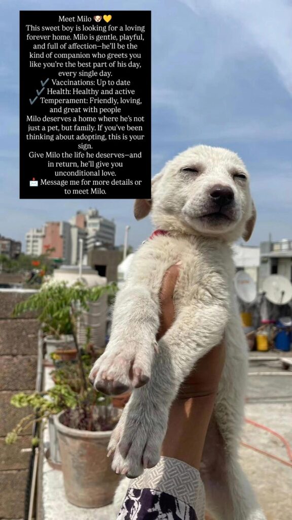 A much-loved companion pet being rehomed in Delhi NCR