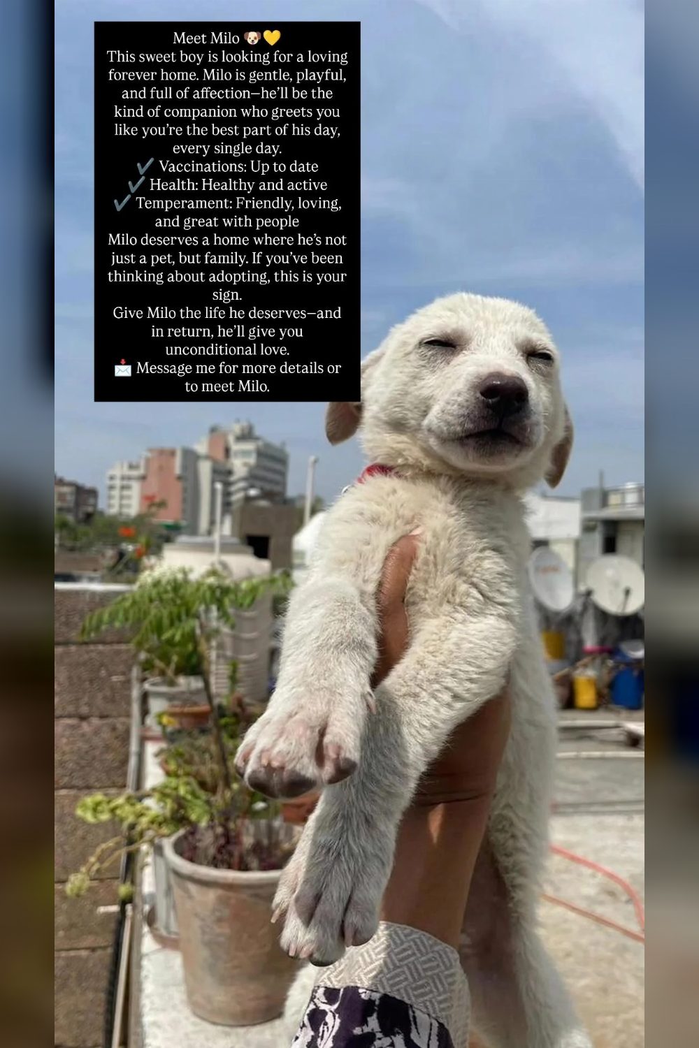Meet my love he is the best companion you will find even writing this post, I am tearing myself up but due to circumstances I have to put hi — Delhi NCR