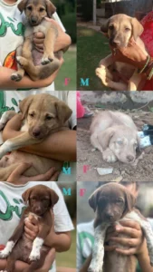Indie puppies for adoption