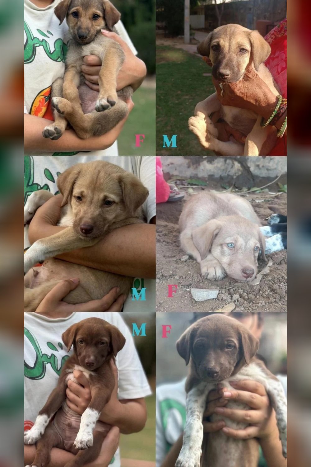 Indie puppies for adoption β Jaipur