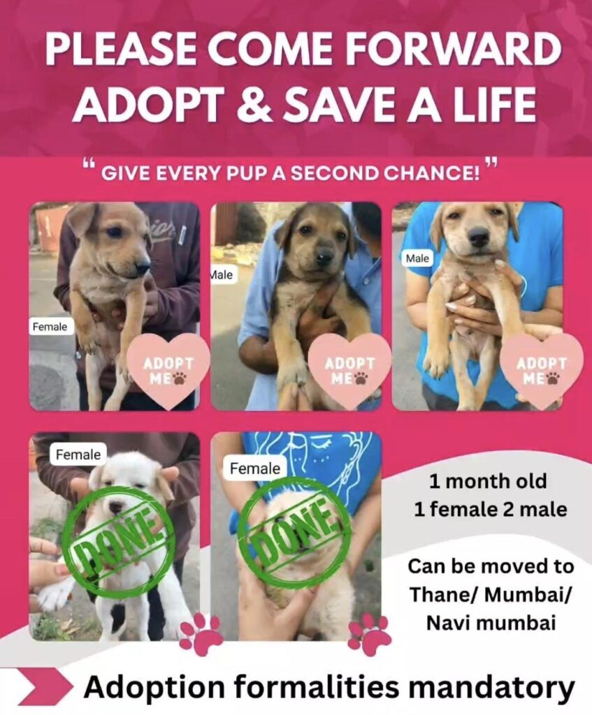Puppies for adoption in Mumbai