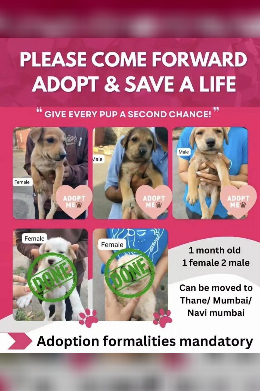 Puppies for adoption — Mumbai