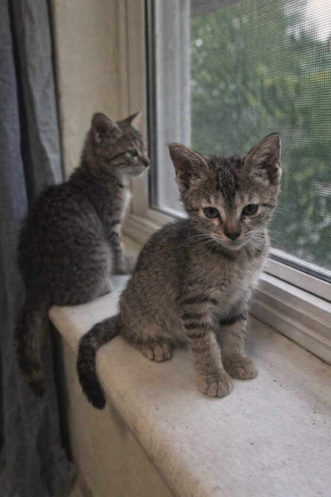 Adopt these cuties, kindly Whatsapp