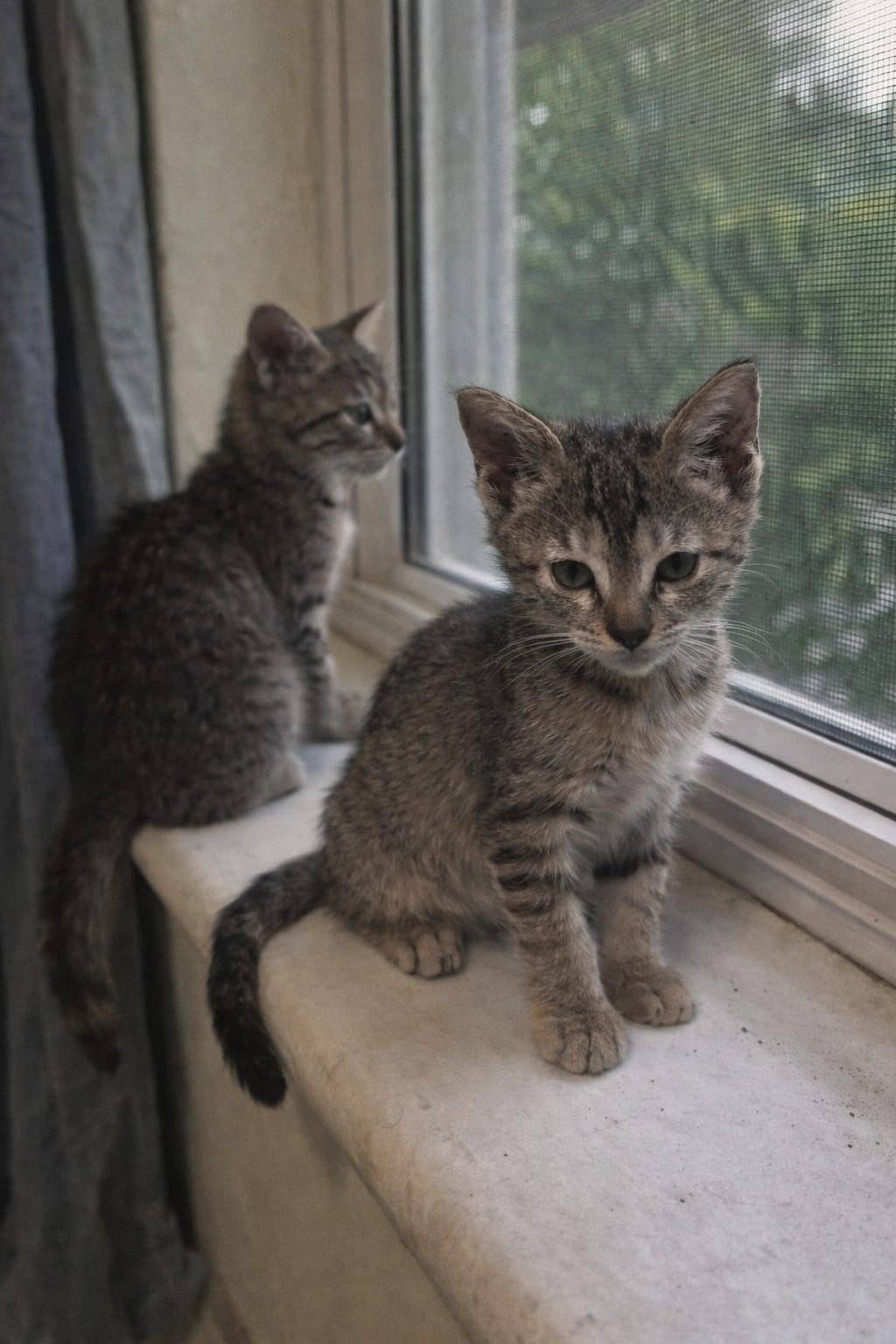 Adopt these cuties, kindly Whatsapp