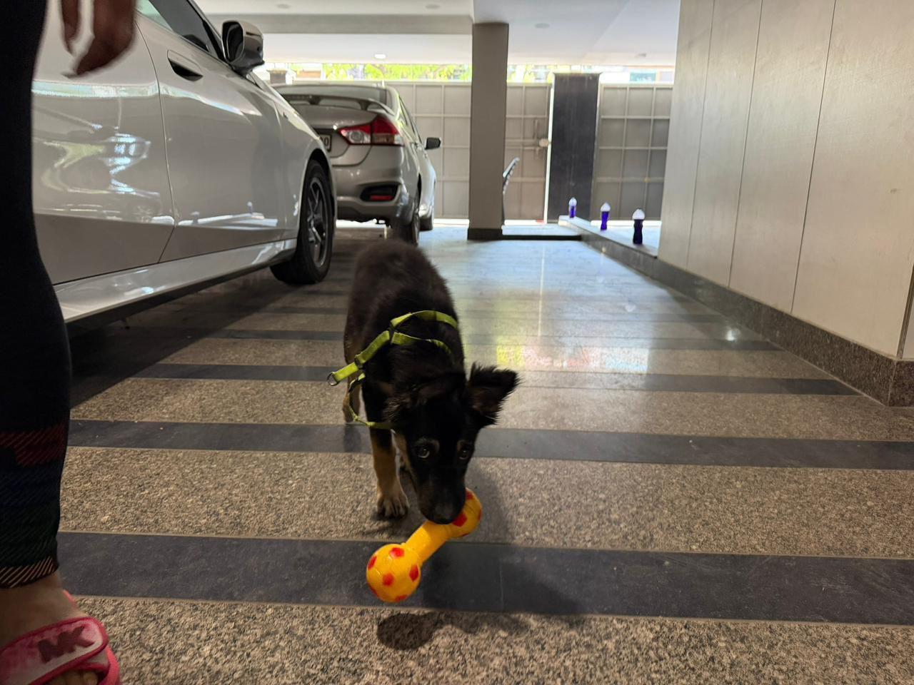 Delhi adoption