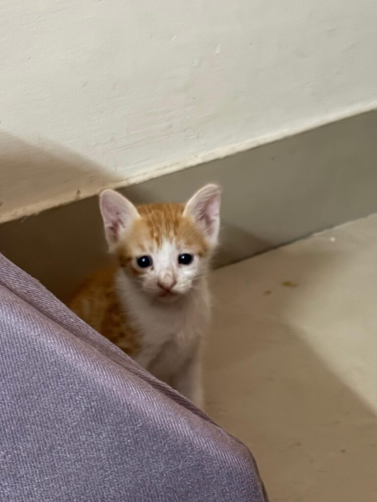 Kittens up for adoption. 1 month old. Location Dwarka sector 23, New Delhi. Interested person pls contact.