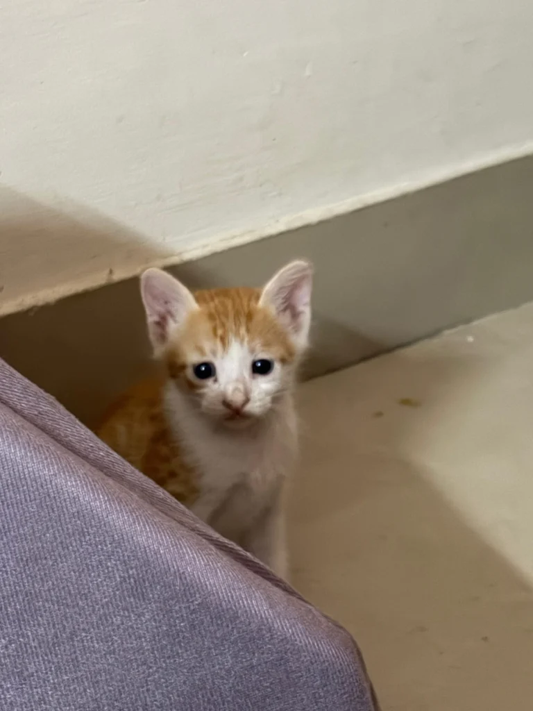 One-month-old kittens up for adoption in Dwarka Sector 23, New Delhi