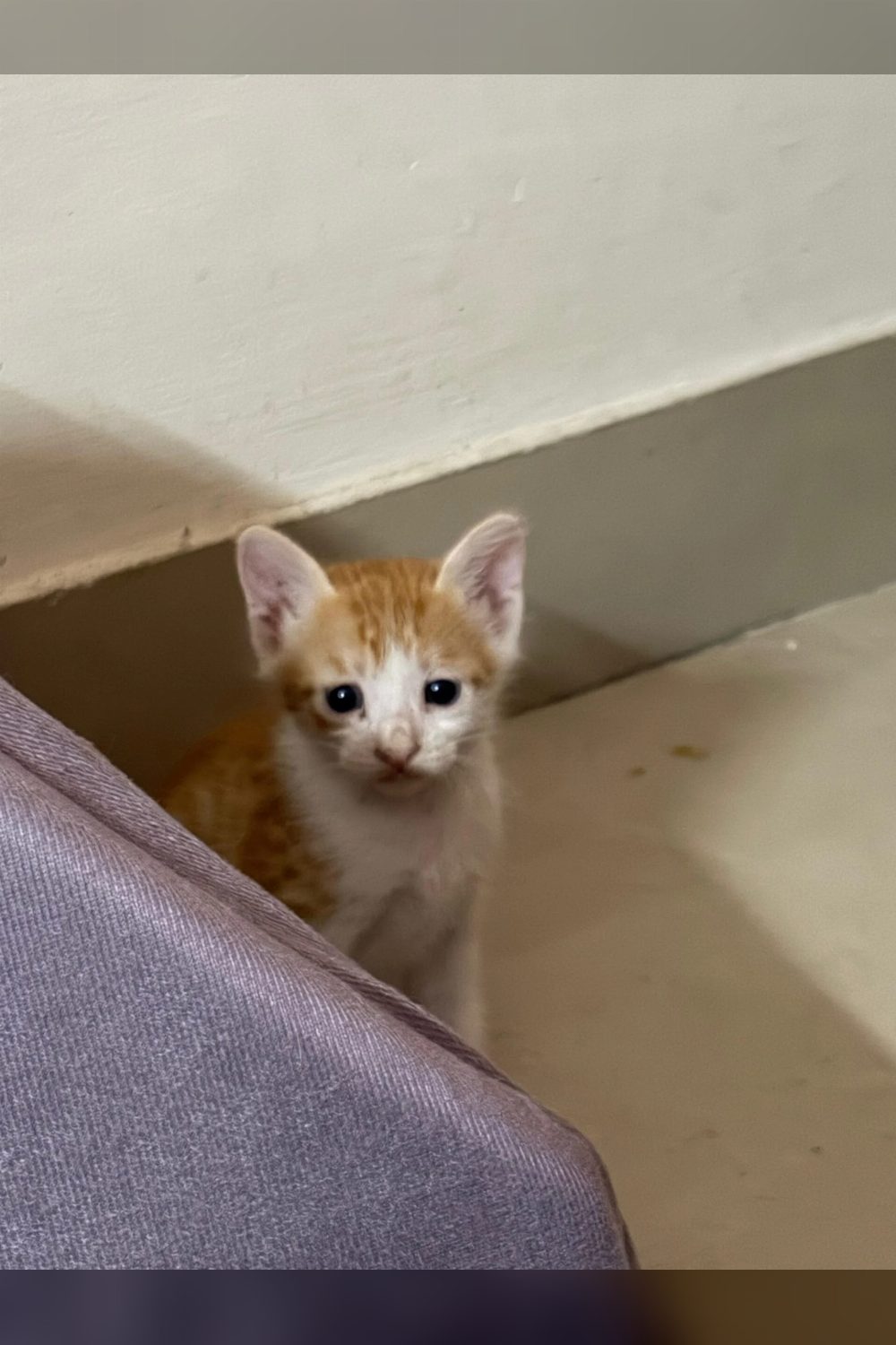 Kittens up for adoption in Dwarka — Delhi NCR