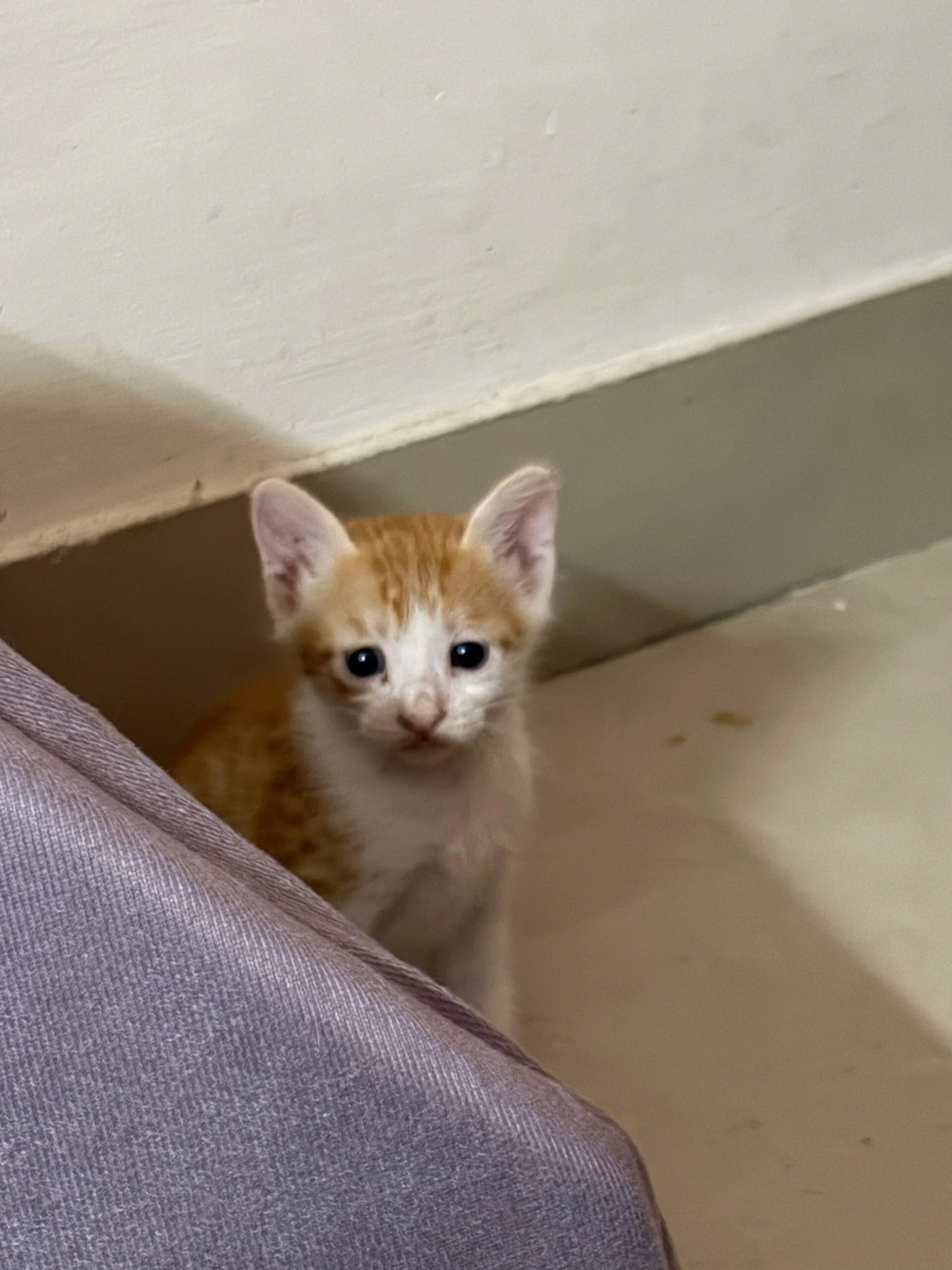 One-month-old kittens up for adoption in Dwarka Sector 23, New Delhi