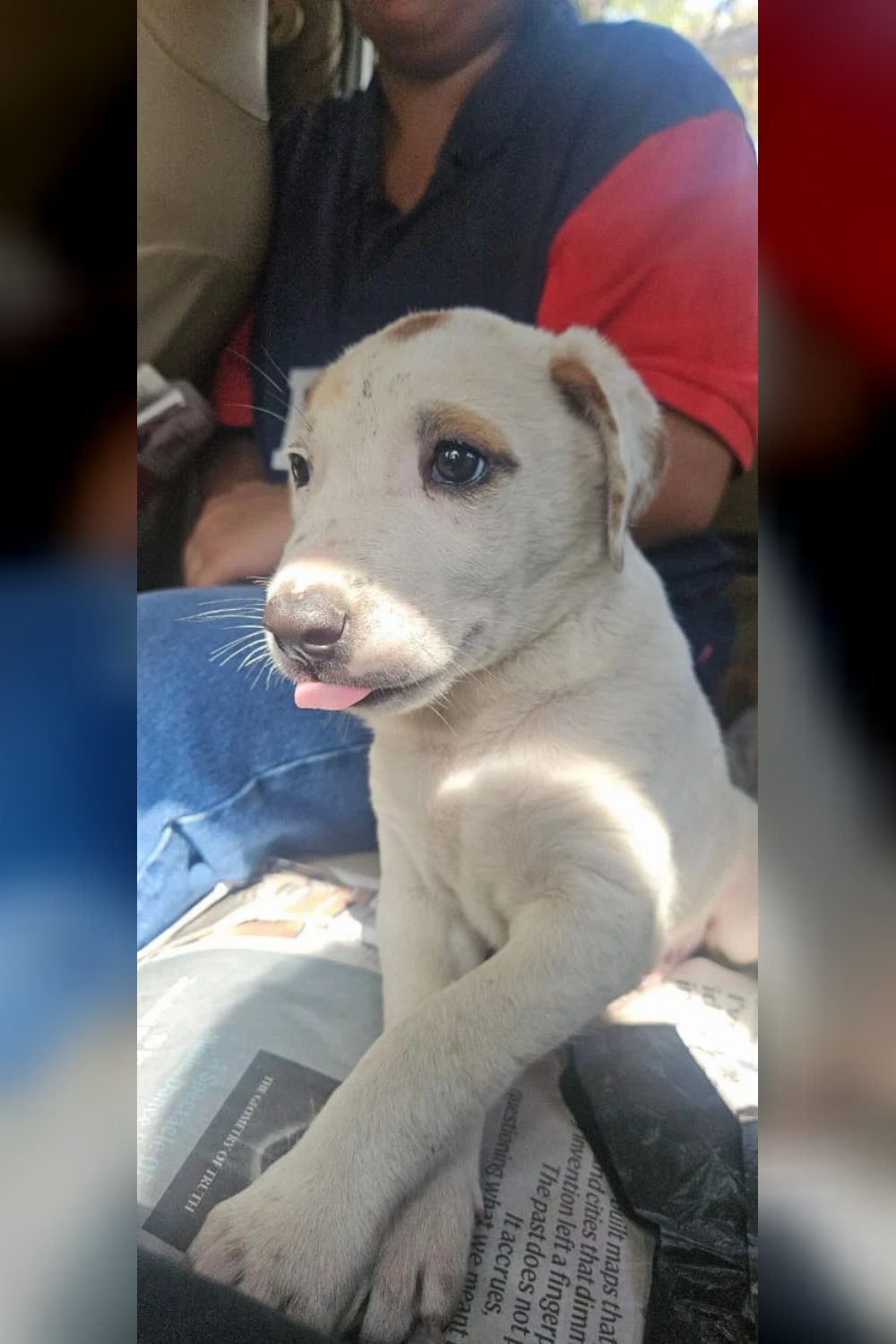 1.5-month-old male puppy for adoption — Delhi NCR