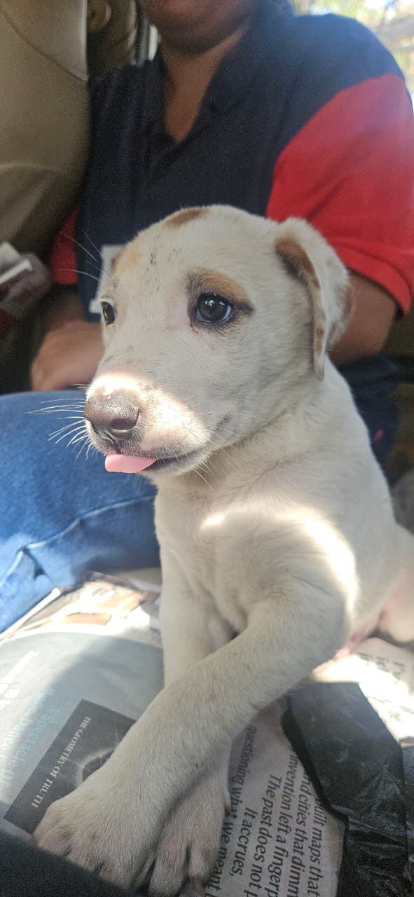 URGENT ADOPTION APPEAL INDIES (DELHI NCR)