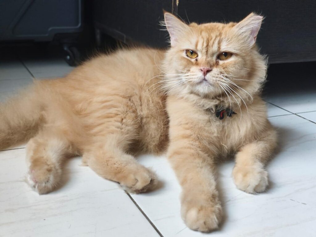 Adoption re- appeal for Mitthie - the abandoned persian♥️