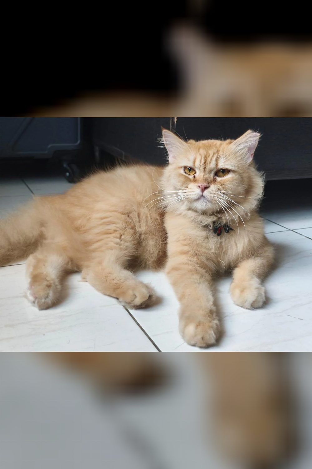 Mitthi, a Neutered Persian Cat Found on the Road, Needs a Home — Thane