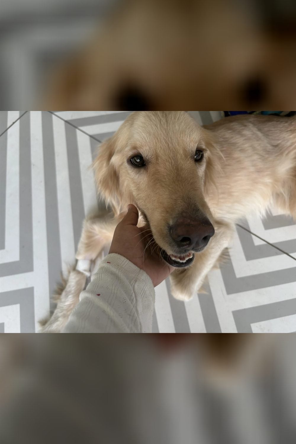 The abandoned dog left at a vet clinic has been adopted — Bengaluru