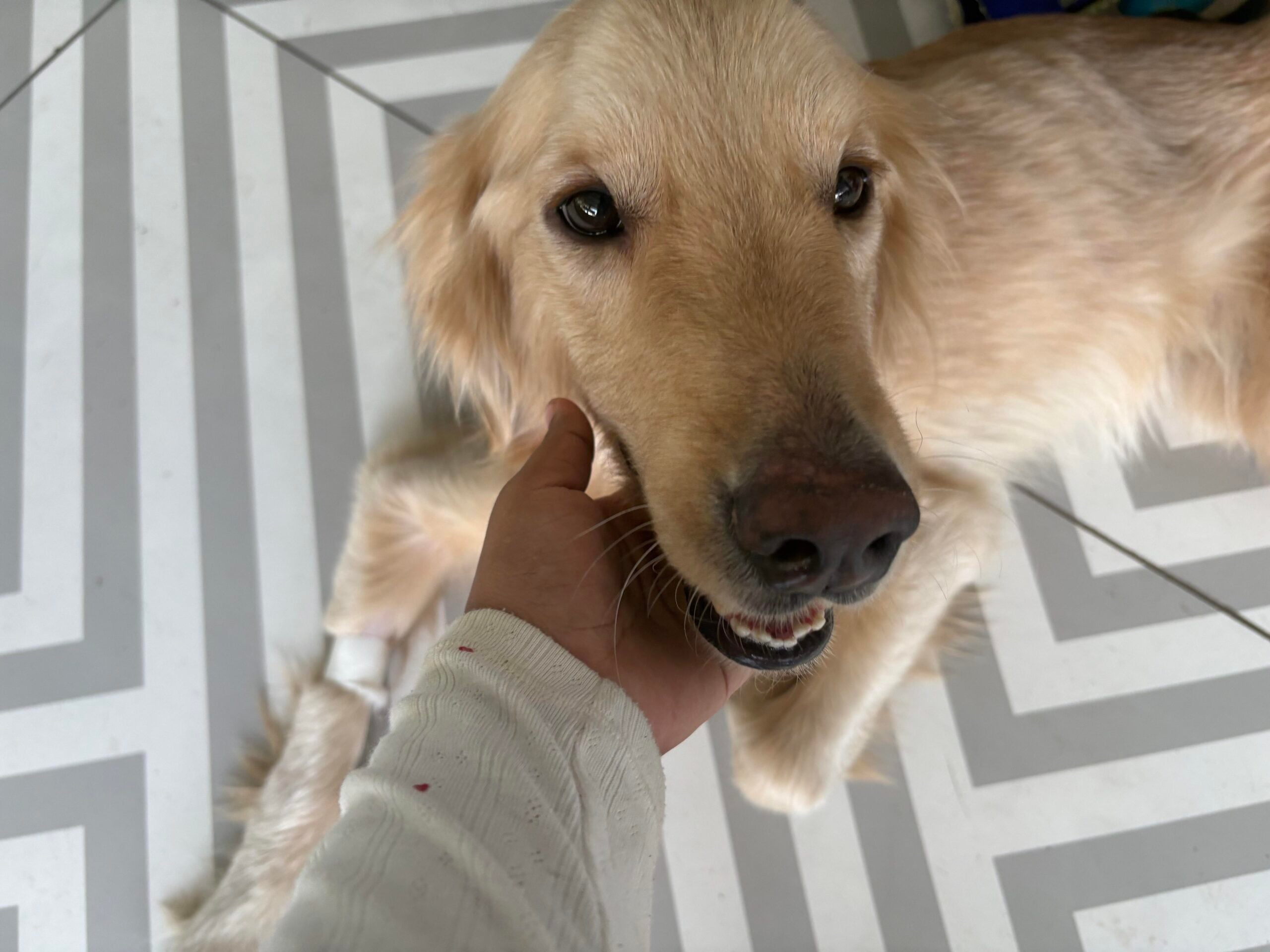 🚨foster needed🚨