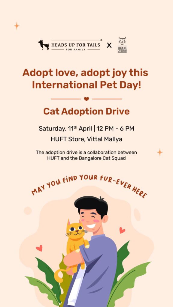 Cat adoption drive this Saturday!