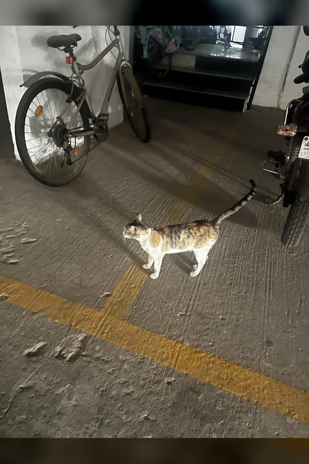 Meenu, a female cat for adoption — Bengaluru