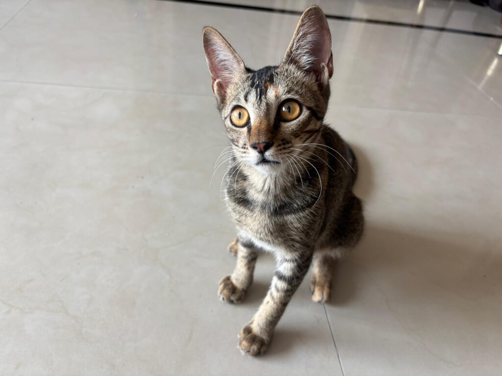 Adoption plea - 6 month old kitten