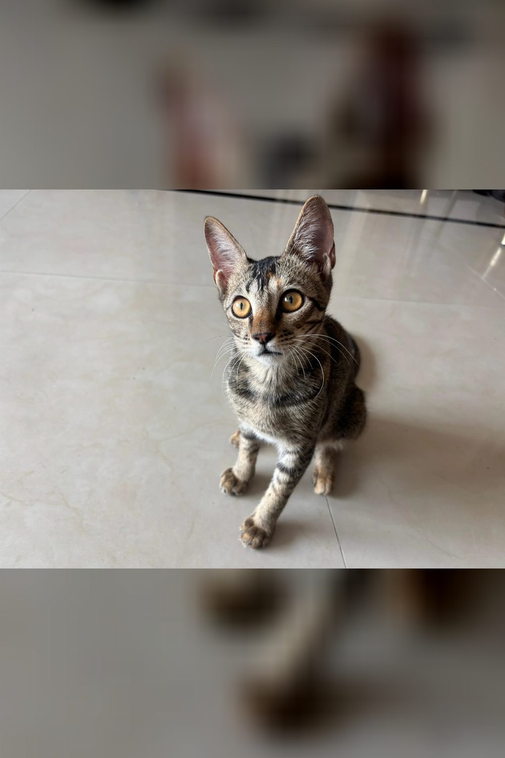 6-month-old female kitten for adoption — Mumbai
