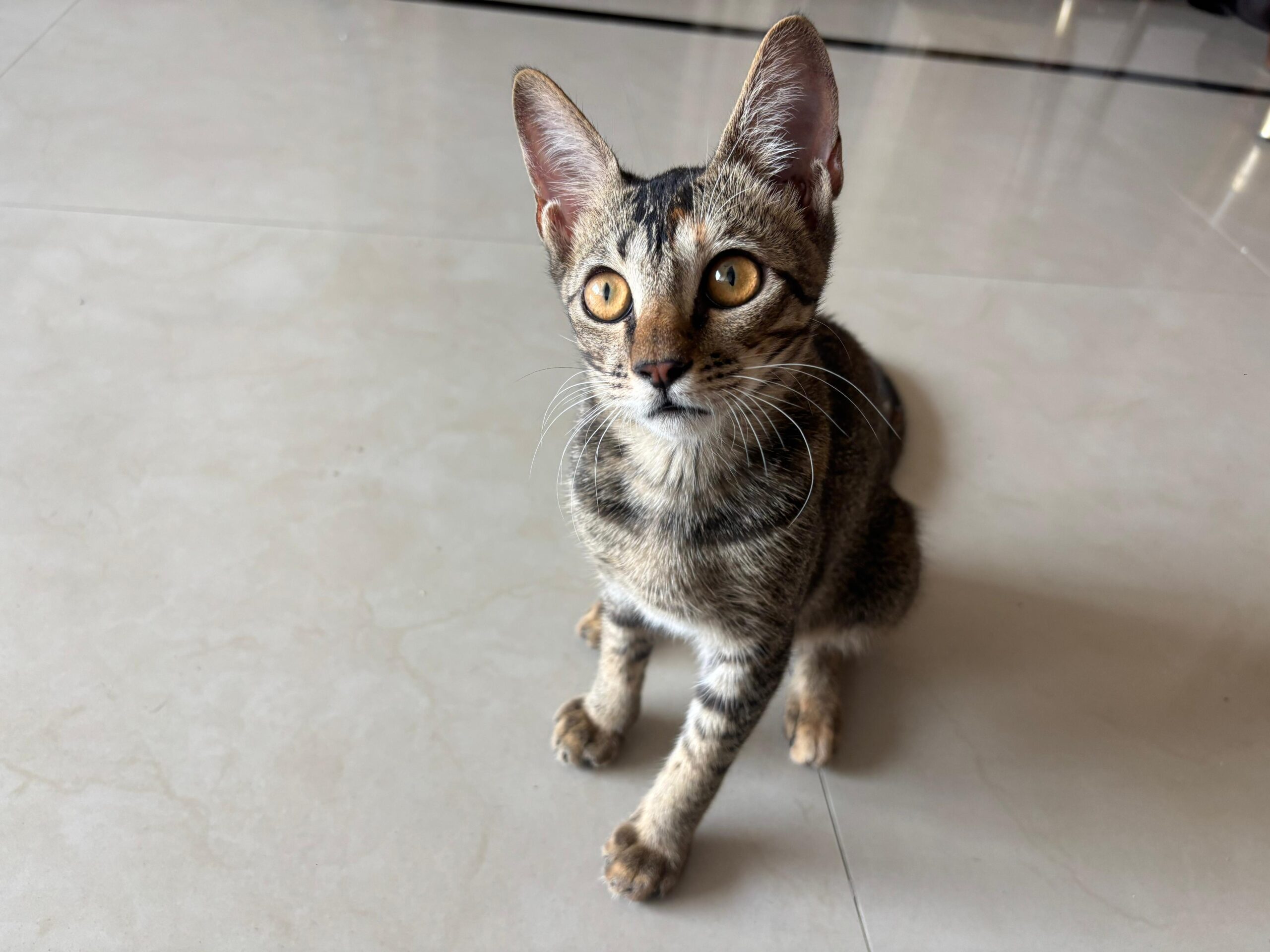 Adoption plea - 6 month old kitten
