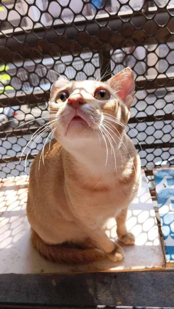 1 year old cat for adoption in malad, mumbai