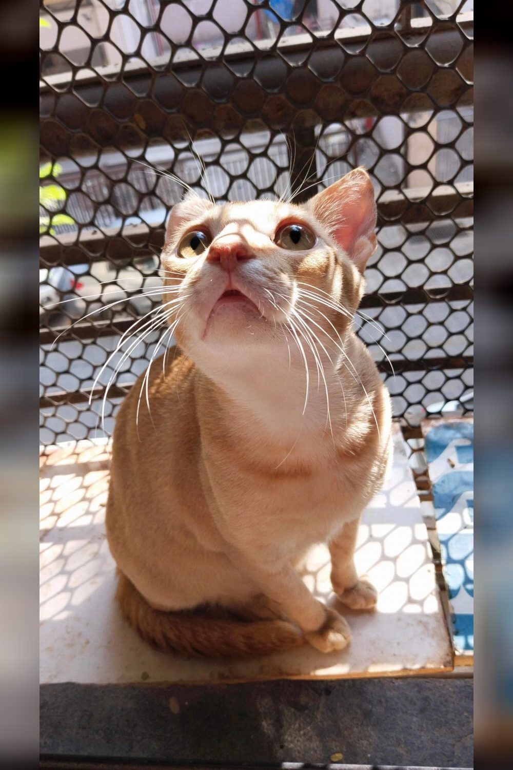 1-year-old cat for adoption in Malad — Mumbai