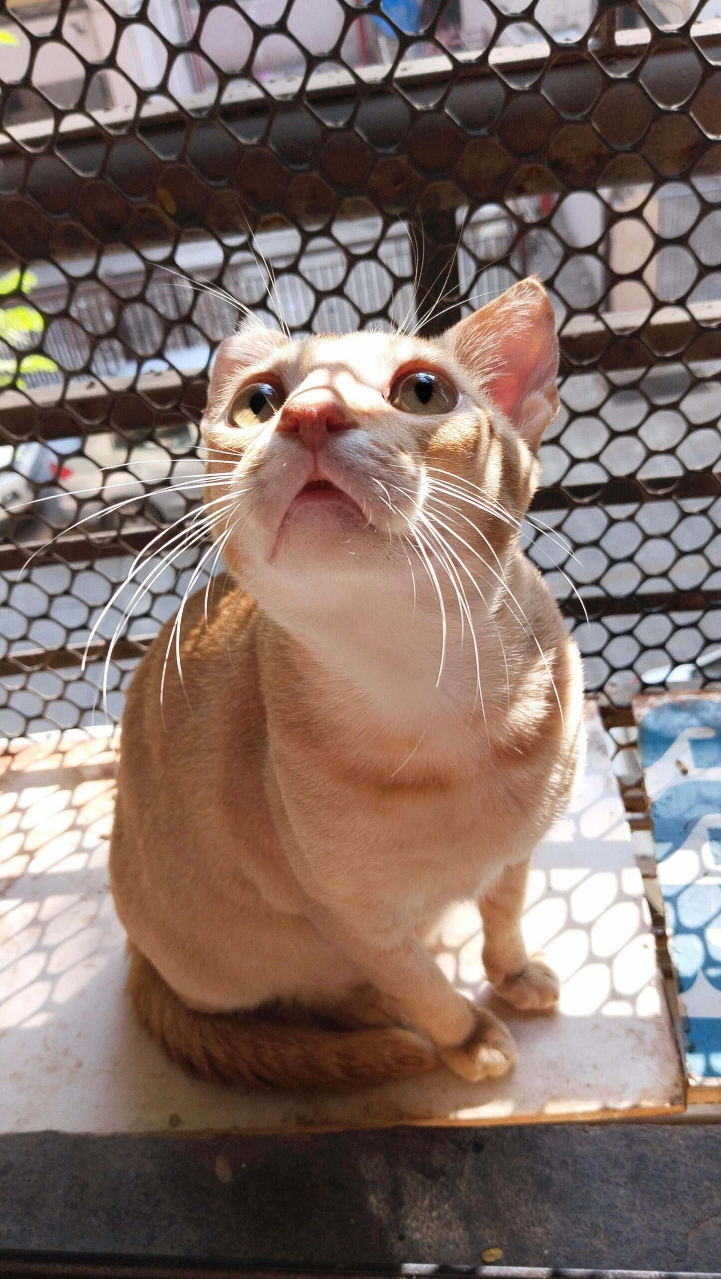 1 year old cat for adoption in malad, mumbai